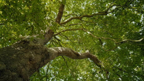 looking up at a tree in the sunlight