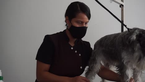 hispanic dog groomer prepares to groom miniature schnauzer dog, slow motion