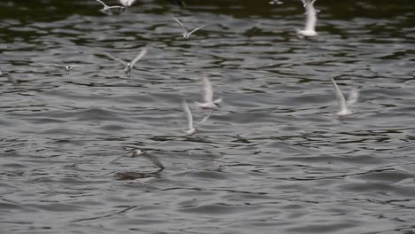 Seeschwalben-Und-Möwen,-Die-Nach-Nahrung-Suchen,-Sind-Wandernde-Seevögel-Nach-Thailand,-Die-Im-Kreis-Herumfliegen-Und-Abwechselnd-Nach-Nahrung-Suchen,-Die-Auf-Dem-Meer-Am-Kai-Des-Bangpu-freizeitzentrums-Schwimmt