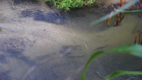 Regenbogen--Und-Bachforellenfische-Schwimmen-Tagsüber-Im-Teich