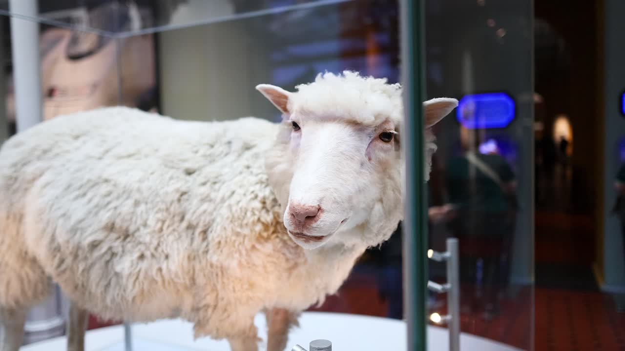 exposición de ovejas en el museo nacional de escocia