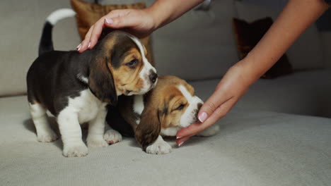 A-woman-plays-with-two-beagle-puppies,-they-lick-her-hands.-Tenderness-and-care-concept