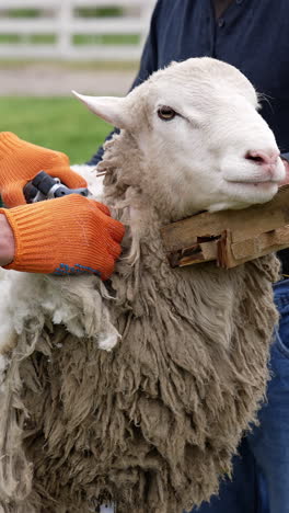 sheep shearing
