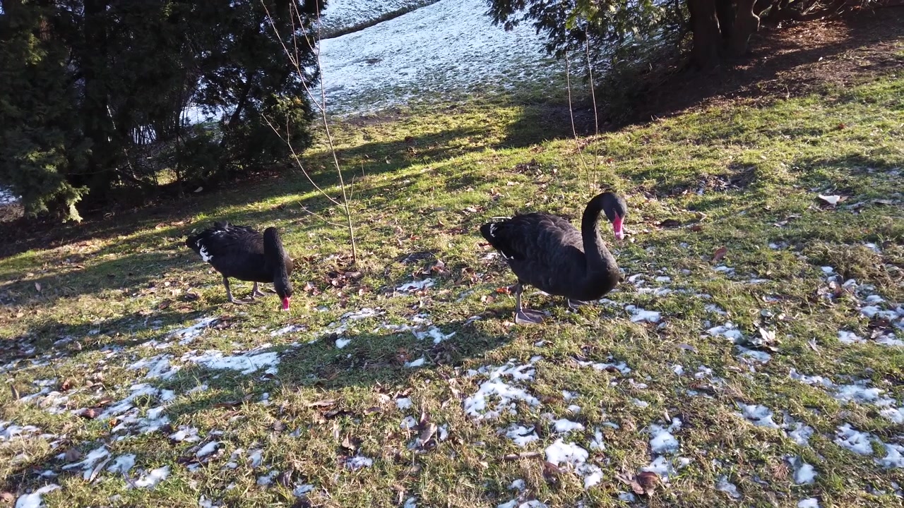 Cigni neri sul prato vicino allo stagno in inverno.