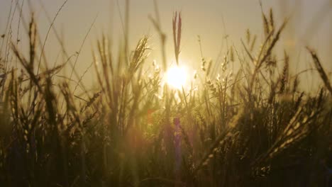 Nahaufnahme-Von-Wildem-Gras-Auf-Maui,-Hawaii,-Das-Bei-Sonnenaufgang-Im-Wind-Weht