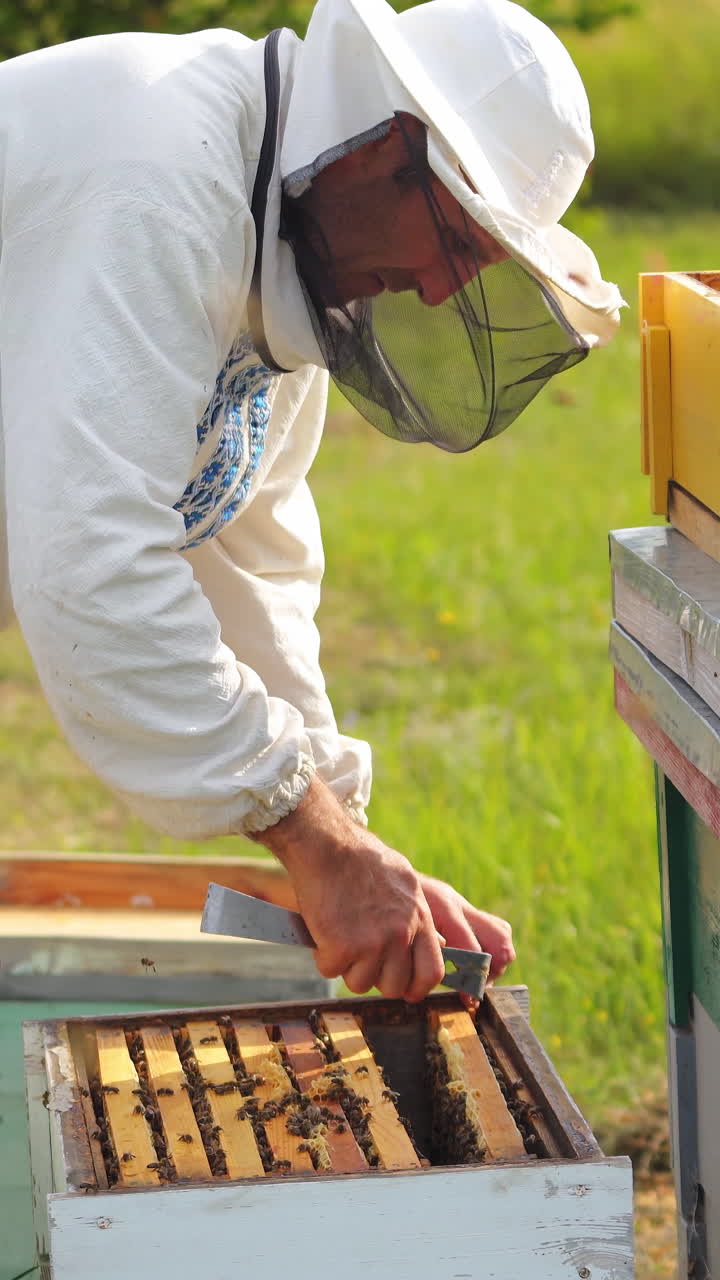 Beekeeper working in his apiary. Frames of a bee hive Vertical video