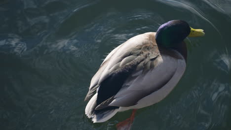 Beautiful-Male-Mallard-Floats-In-Water---high-angle-shot