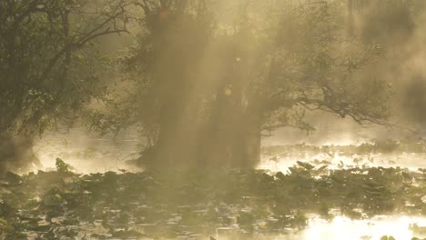 foggy morning sunrise in everglades swamp pond with sunbeams shining through pond apple trees and lily pads