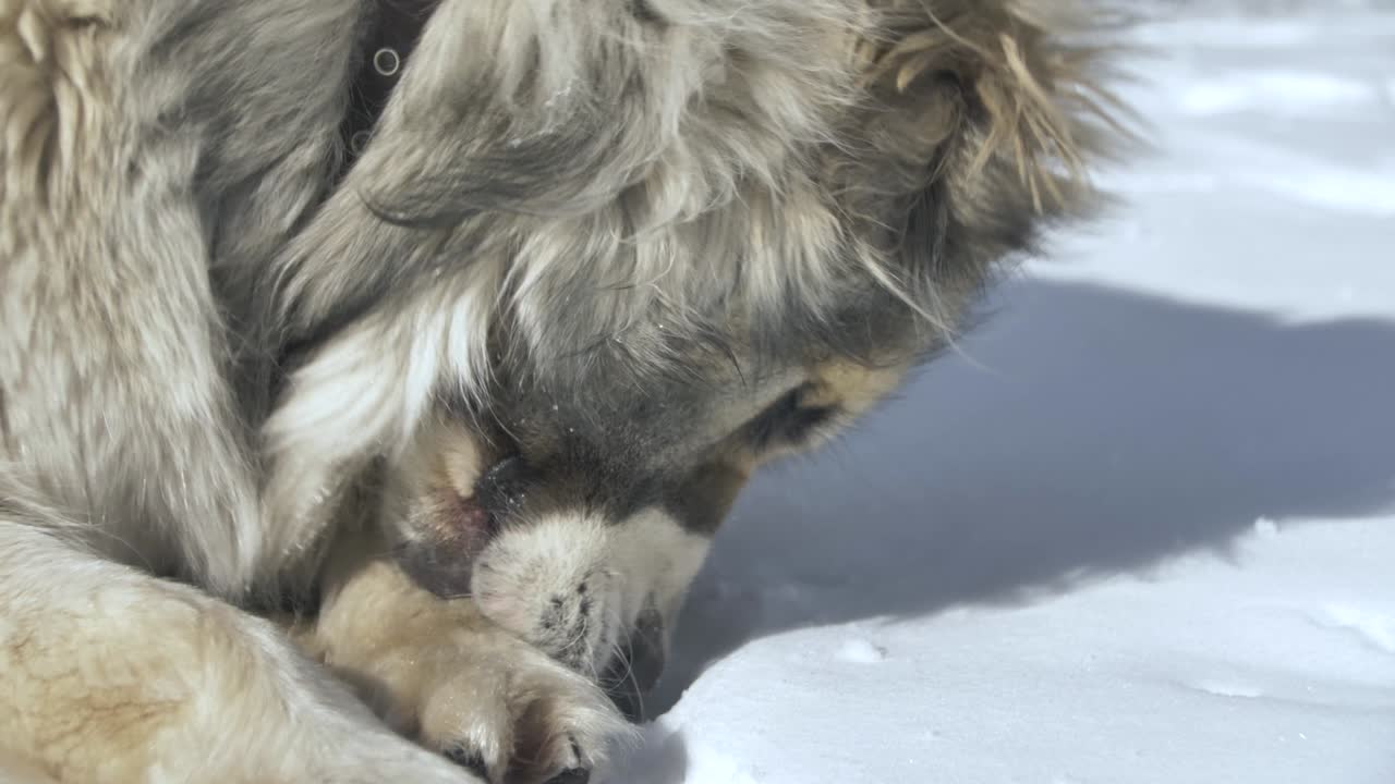 개가 손바닥을 고 있다.