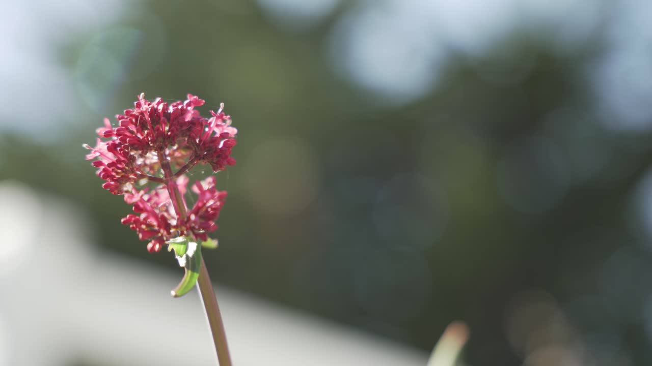 Isolert rosa plante i parken