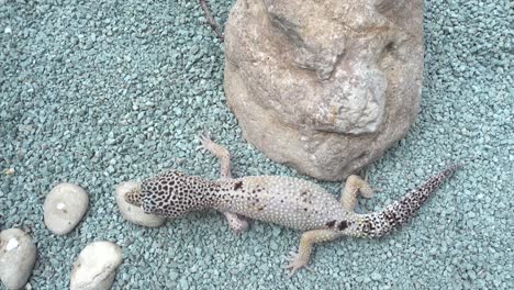 top view of leopard gecko hiding on blue gravel in terrarium