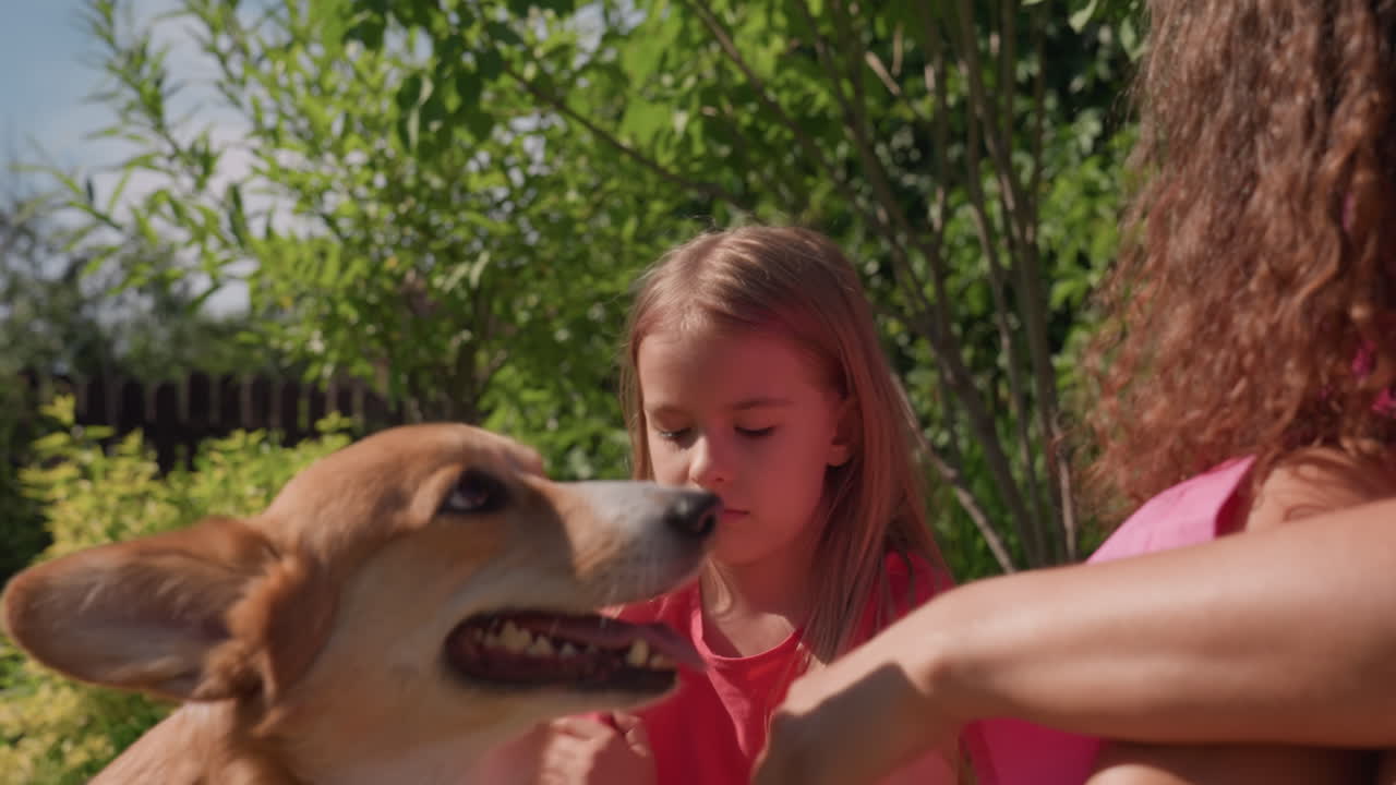 Tender Moment Between Girl And Dog Outdoors, Sweet Scene Of Girl Affectionately Engaging With Her Corgi Outside, Joyful Interaction Between Young Girl And Her Beloved Dog During Sunny Outdoor Play