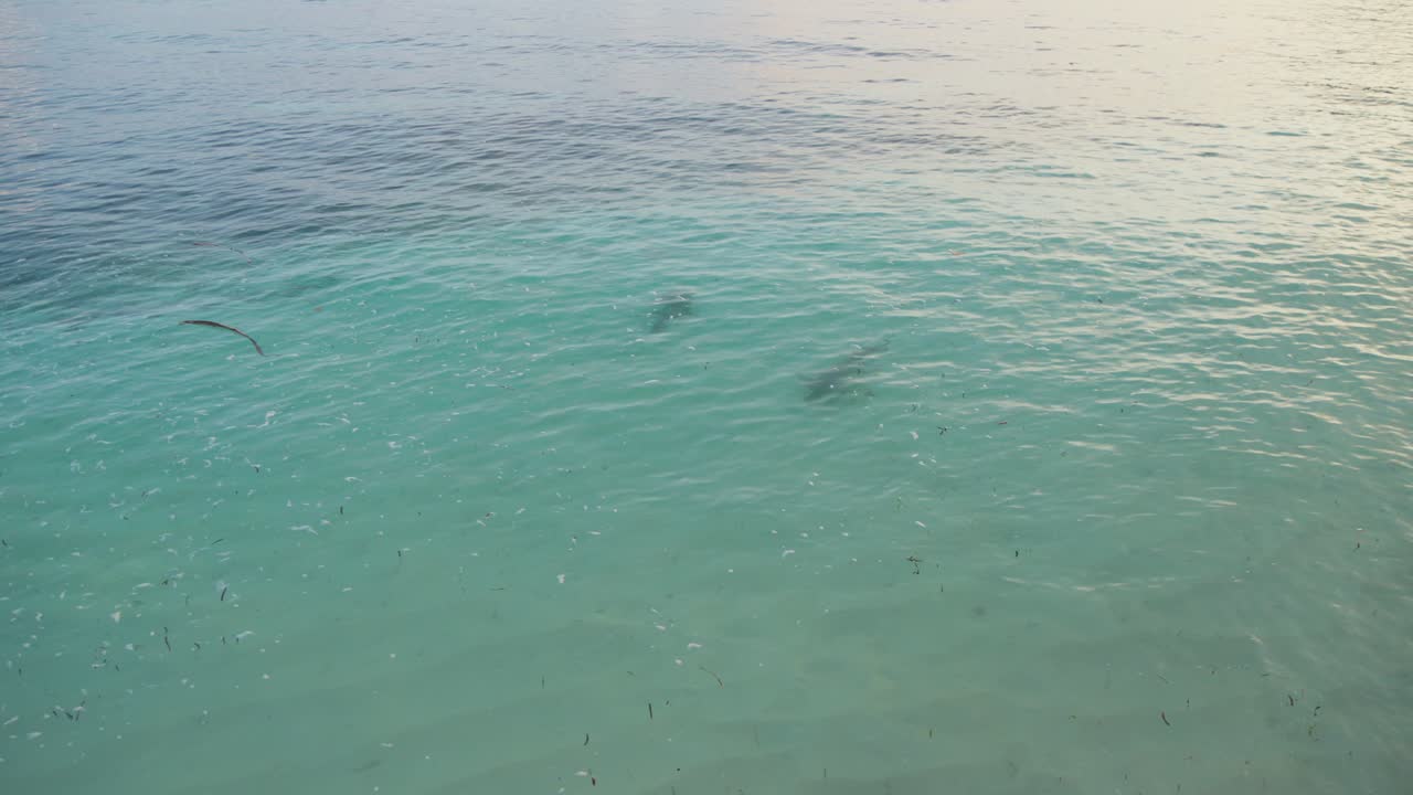 A tracking shot follows two sharks swimming just below the surface of clear turquoise waters. The camera smoothly keeps pace, capturing the slow movement of this marine predator in its natural habitat