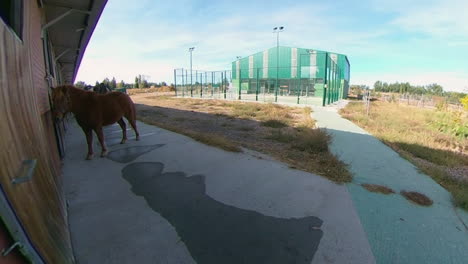 hermosos caballos y un día soleado