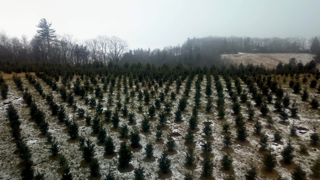 Aerial Push in NC Christmas Tree Farm