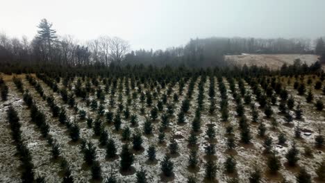 aerial push in nc christmas tree farm