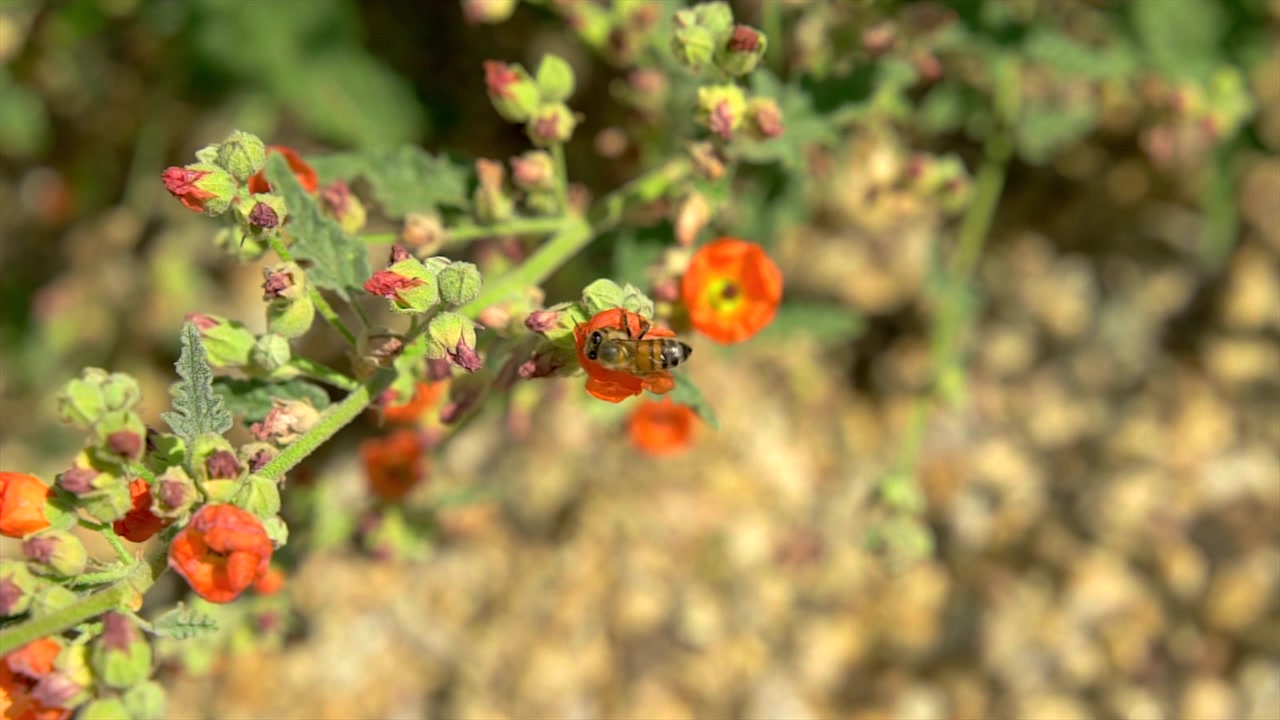 Impollinazione: un'ape su un fiore arancione con boccioli viola in Arizona, primo piano