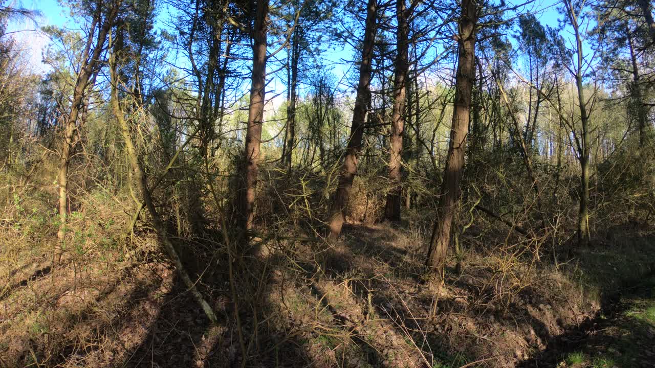 Scena cinematografica nella foresta
