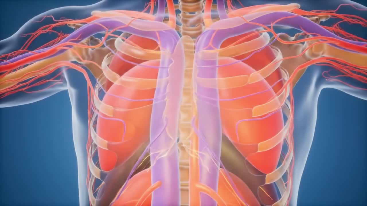 Anatomical Visualization of the Human Chest: A Detailed Look at the Lungs and Surrounding Vascular Structures for Educational and Medical Purposes