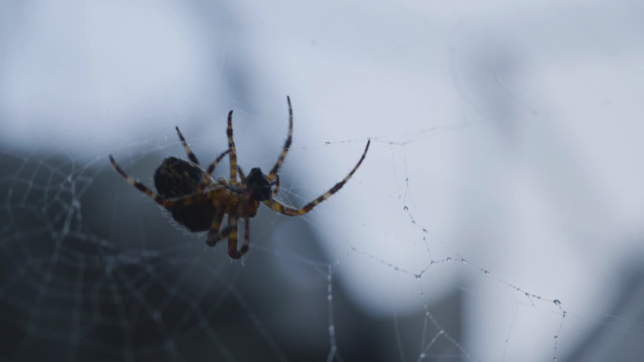 araña en una web