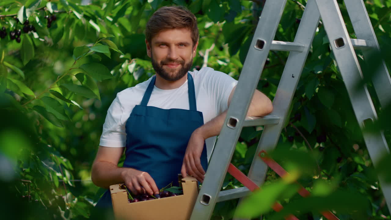 hombre jardinero cosechando una caja de cerezas sonriendo en el jardín. concepto de agronegocio