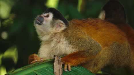 a squirrel monkey surrounded by emerald leaves in costa rica's biodiversity.