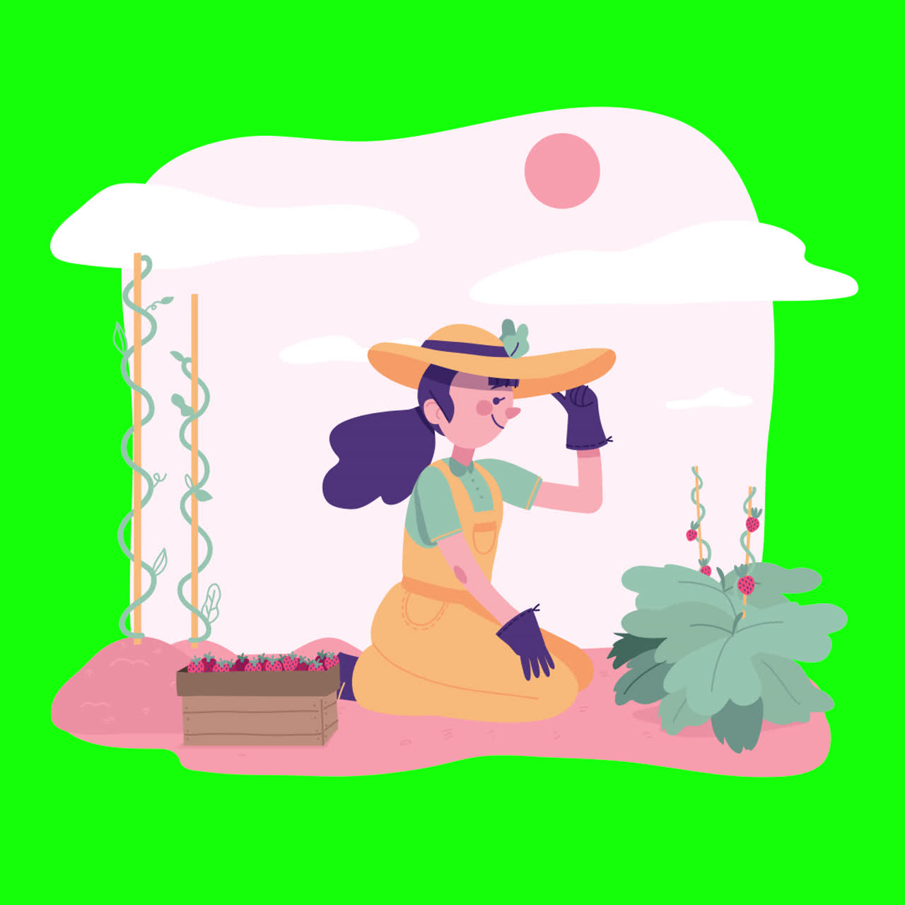 женщина собирает клубнику в саду.