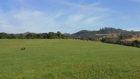 aerial view of beautiful brazilian green pasture with horses and herd of cows resting