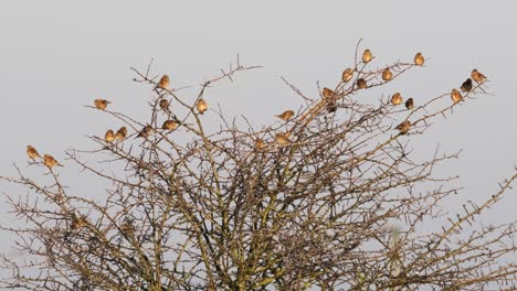 Bandada-De-Pájaros-Pequeños-Posado-En-El-árbol-Twite-Meadow-Bisbita-Invierno-Norfolk-Uk