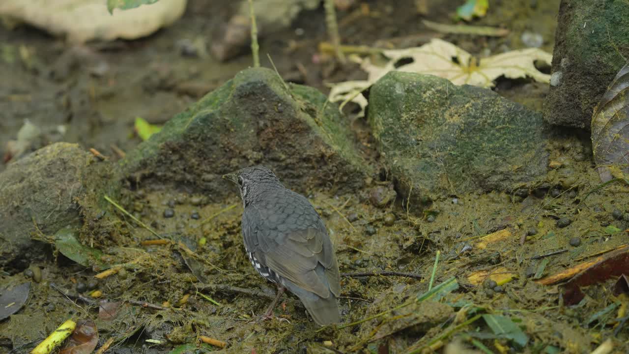 Back view of Sunda thrush (Zoothera andromedae) bird in the jungle