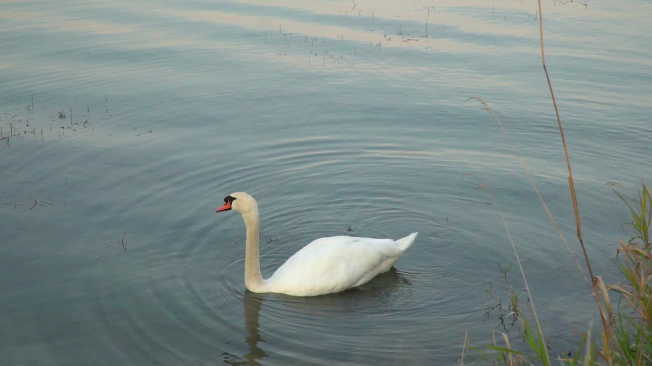 toma lenta de cisne blanco nadando en un hermoso lago al atardecer con plantas acuáticas en cámara lenta en primer plano