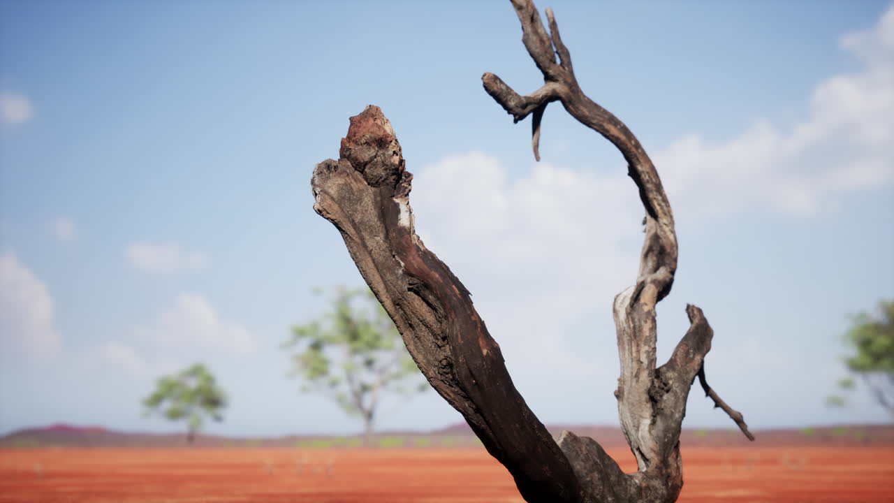 árbol muerto en un paisaje seco