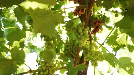 a cluster of grapes in the orchard, ripening on the vine on a sunny summer day