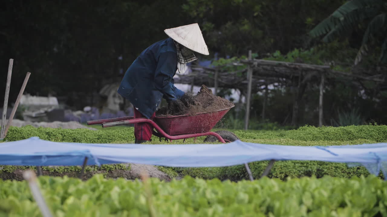 전통적인 유기농 생계를 유지하는 농부가 퇴비 흙을 베트남 아시아의 채소 밭에 던집니다.