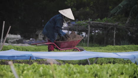 un agricultor orgánico tradicional de subsistencia arroja tierra de abono a un huerto en asia, vietnam