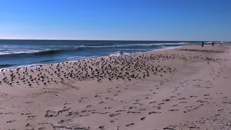 Ein-Blick-Aus-Niedriger-Perspektive-Auf-Einen-Großen-Schwarm-Strandläufer,-Die-An-Einem-Sonnigen-Tag-In-Einer-Leeren,-Ruhigen-Umgebung-Ein-Sonnenbad-Nehmen