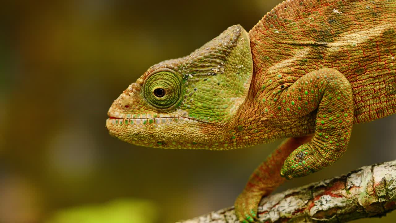 Detailed close-up of a vibrant panther chameleon clinging to a tree branch in Madagascar’s wilderness, showing its textured skin and watchful eye. (4K)