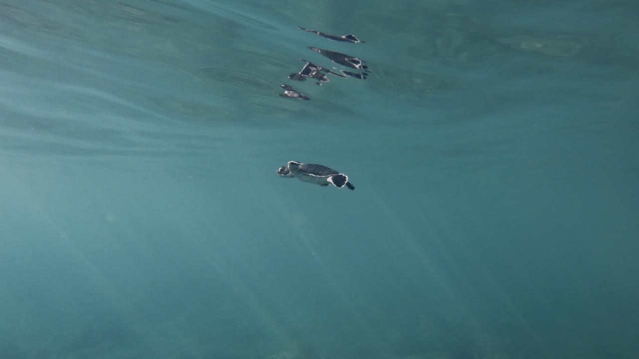 바다의 열대 얕은 물에서 수영하는 어린 바다 거북