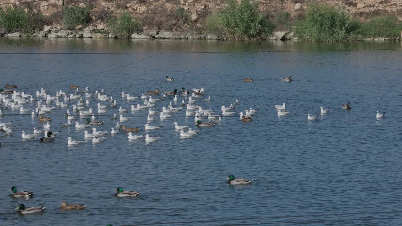 A flock of Slender-billed Gull (Chroicocephalus genei) and mallards swimming in a fish pond during the autumn migration period