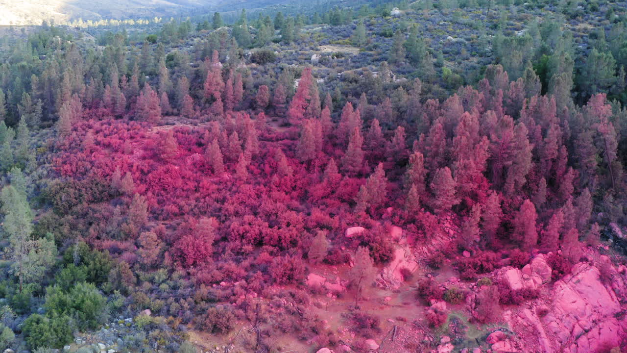 Aerial: wildfire aftermath reveal, forest covered in fire retardant chemicals