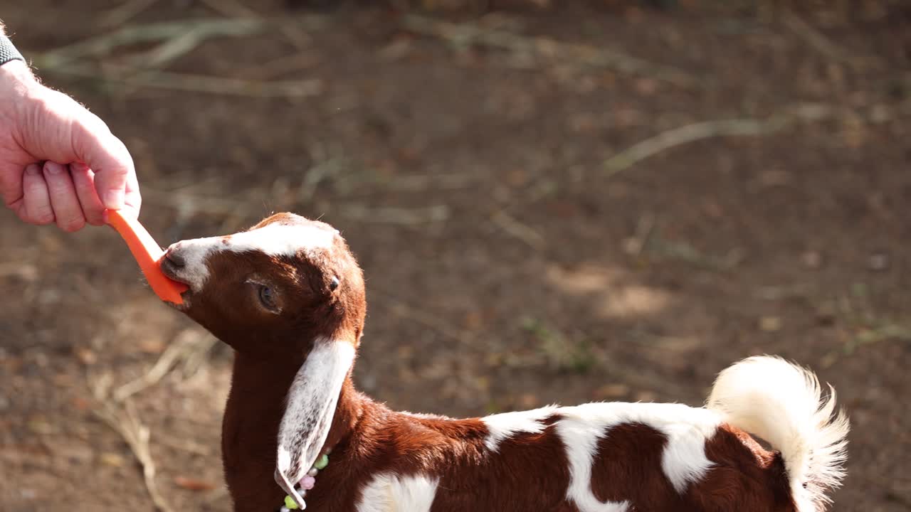 어린 염소에게 당근을 먹이는 사람.