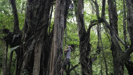 young caucasian male climbing on a huge tree with hanging vines in the dense green jungle