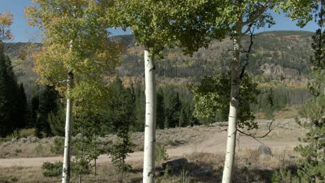 aerial dolly of trees with mountain in background and fall colors