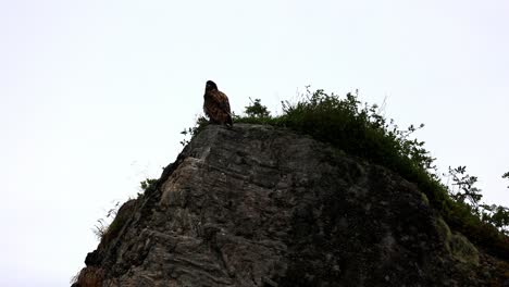 águila-De-Cola-Blanca-Sentada-Sobre-Una-Roca