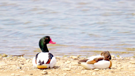 patos salvajes mallard macho, hembra en la orilla del lago en las marismas de lincolnshire