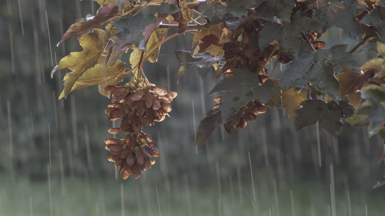 Sycamore Maple Leaves And Seeds On The branches On A Rainy Day With Raindrops