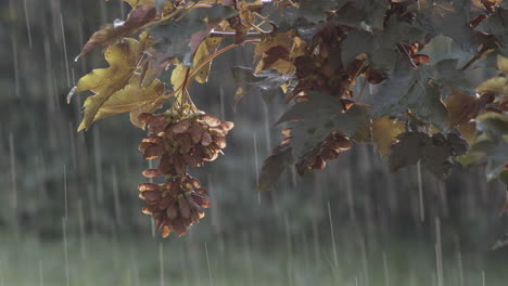 sycamore maple leaves and seeds on the branches on a rainy day with raindrops