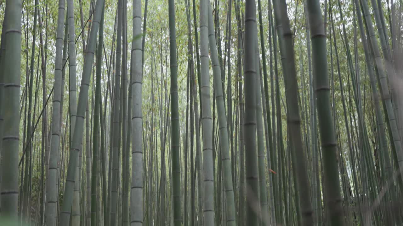 Tilting down through the towering bamboo stalks of the Arashiyama Bamboo Forest in Kyoto, creating a serene and mystical atmosphere as visitors walk along the tranquil path.