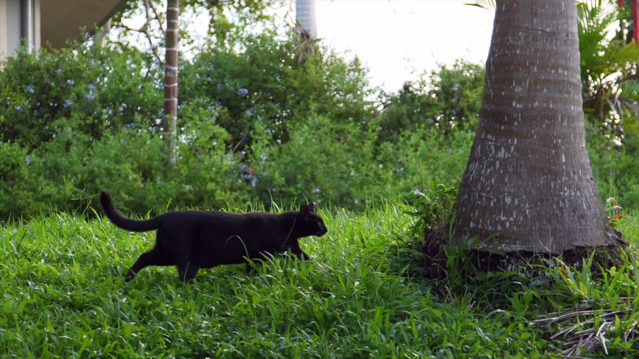 el gato doméstico negro camina a la base de un árbol de coco, a través de la hierba exuberante en un jardín tropical, se estira y mira hacia el árbol