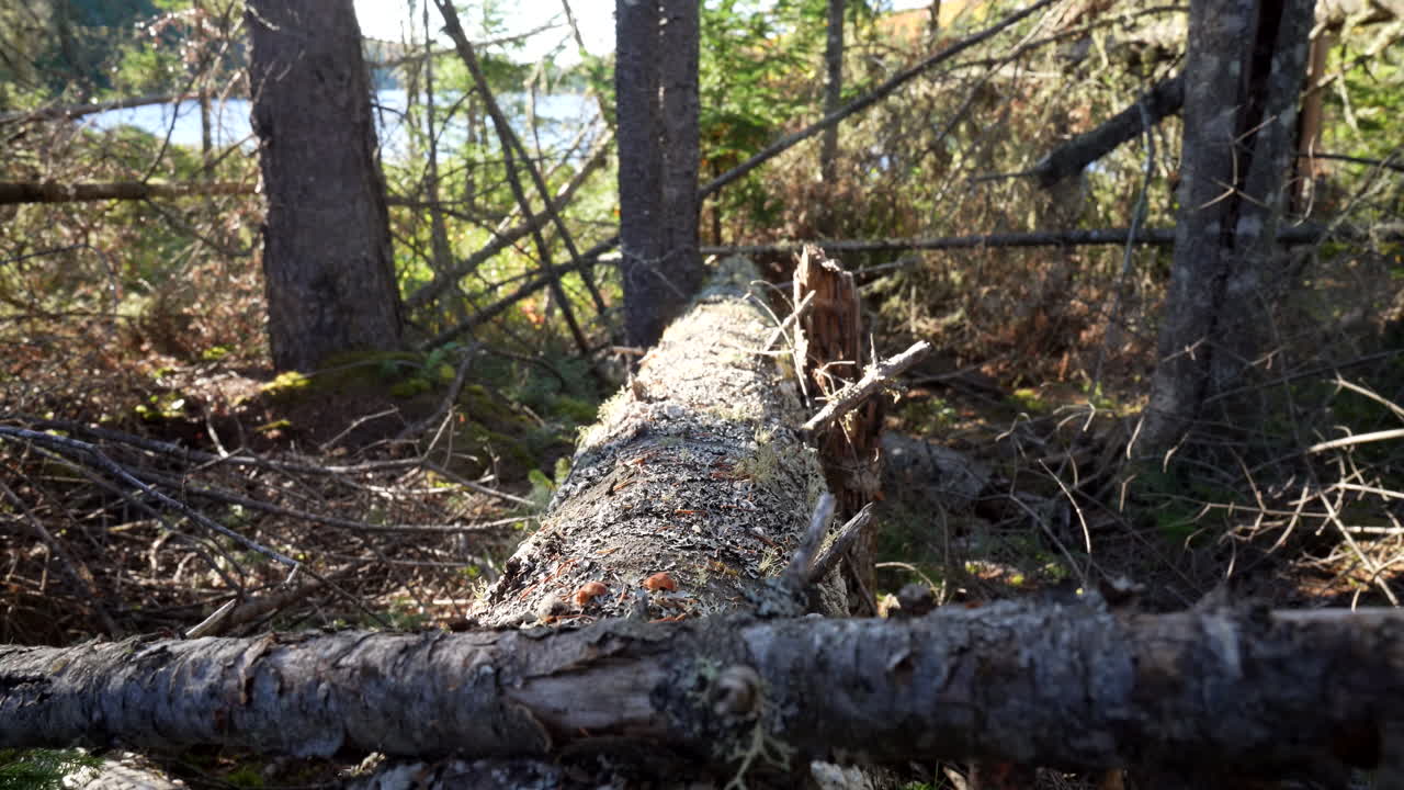 Pan over dead trees in a semi-deforested autumn forest at sunset in Mauricie, Quebec, Canada. Warm light highlights vibrant foliage and tranquil woodland
